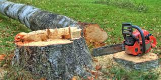 Best Emergency Tree Removal  in Georgetown, KY