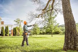 Best Tree Fertilization  in Georgetown, KY
