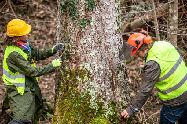 Best Seasonal Cleanup (Spring/Fall)  in Georgetown, KY