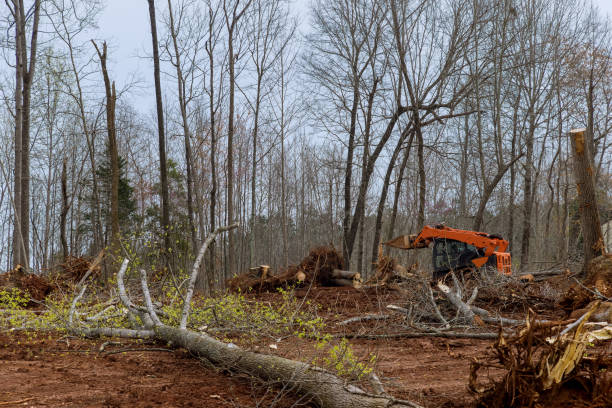 Best Tree and Shrub Care  in Georgetown, KY