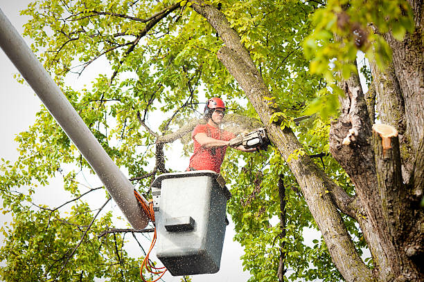 Leaf Removal in Georgetown, KY