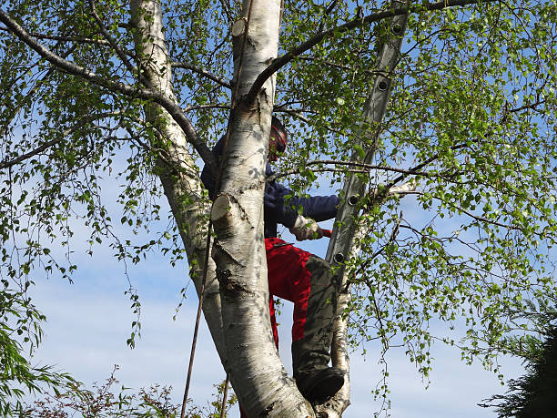 Best Tree Cabling and Bracing  in Georgetown, KY