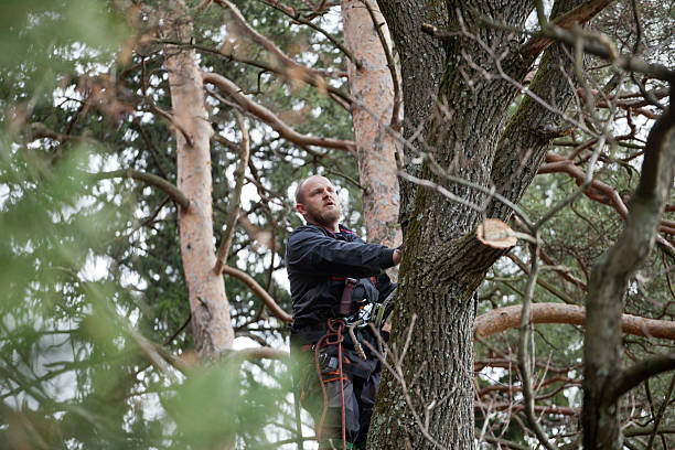Best Tree Removal  in Georgetown, KY