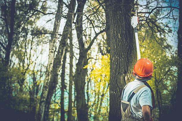 Best Tree Maintenance Programs  in Georgetown, KY