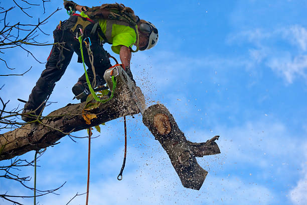 Best Commercial Tree Services  in Georgetown, KY