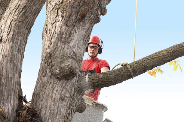 How Our Tree Care Process Works  in  Georgetown, KY